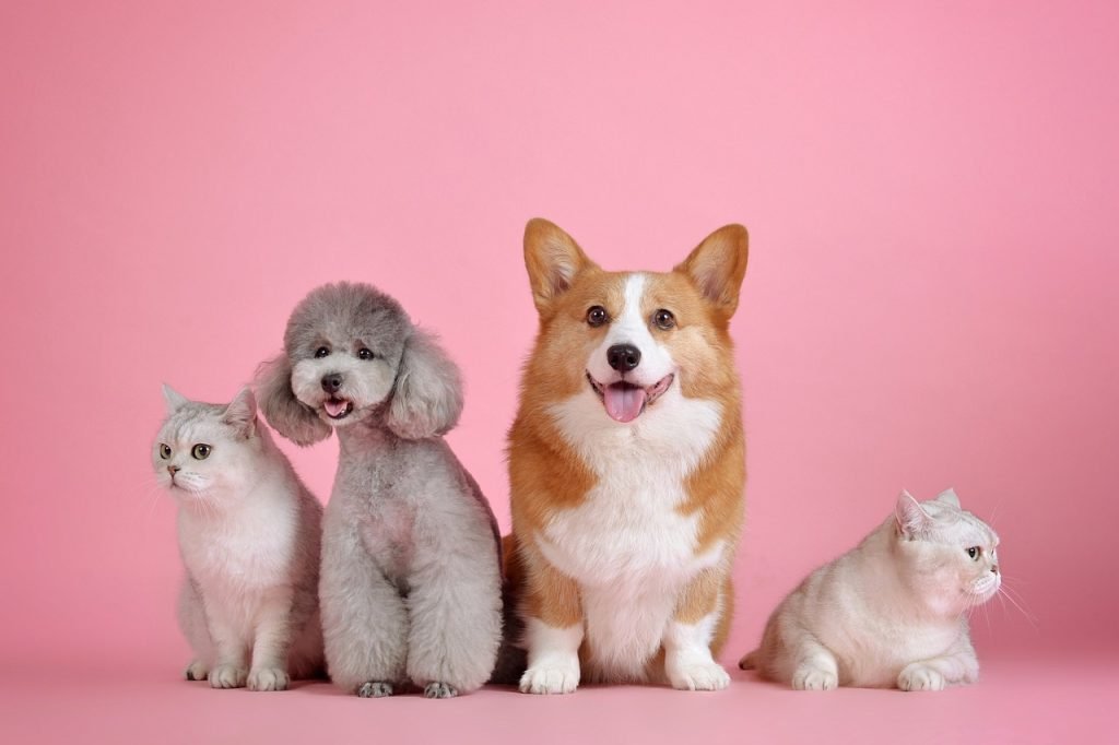 pets, cat, animal-3715733.jpg